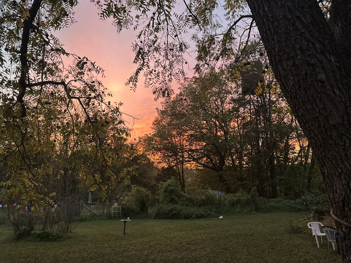 Warm sunset light spilling across a field at the edge of the trees