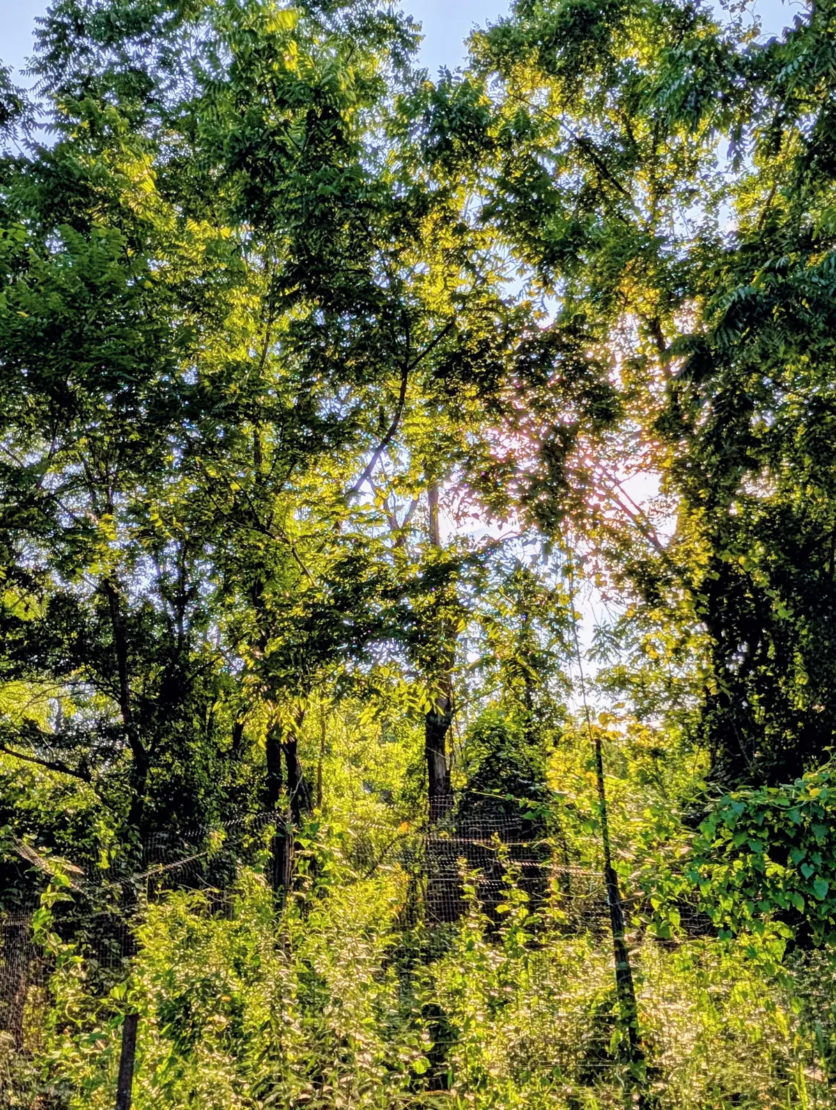 Sunlight falling through tall forest trees