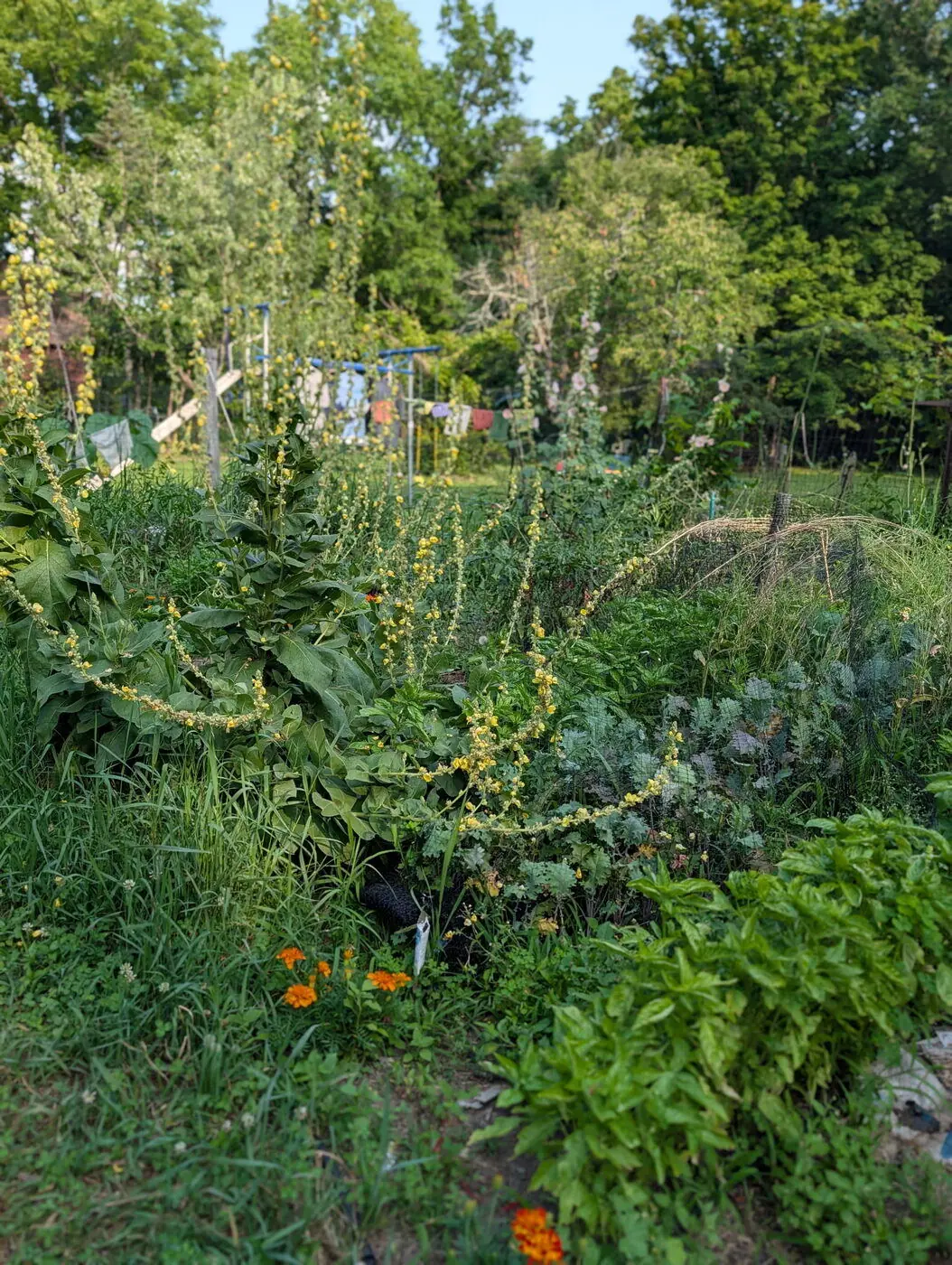 A lush green garden in full summer