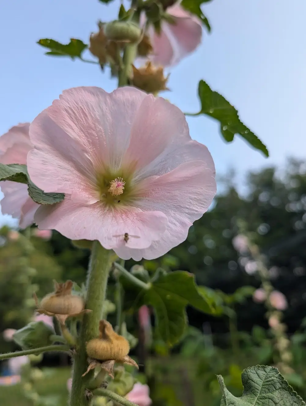 A pink hollyhock bloom opening in a garden against the sky