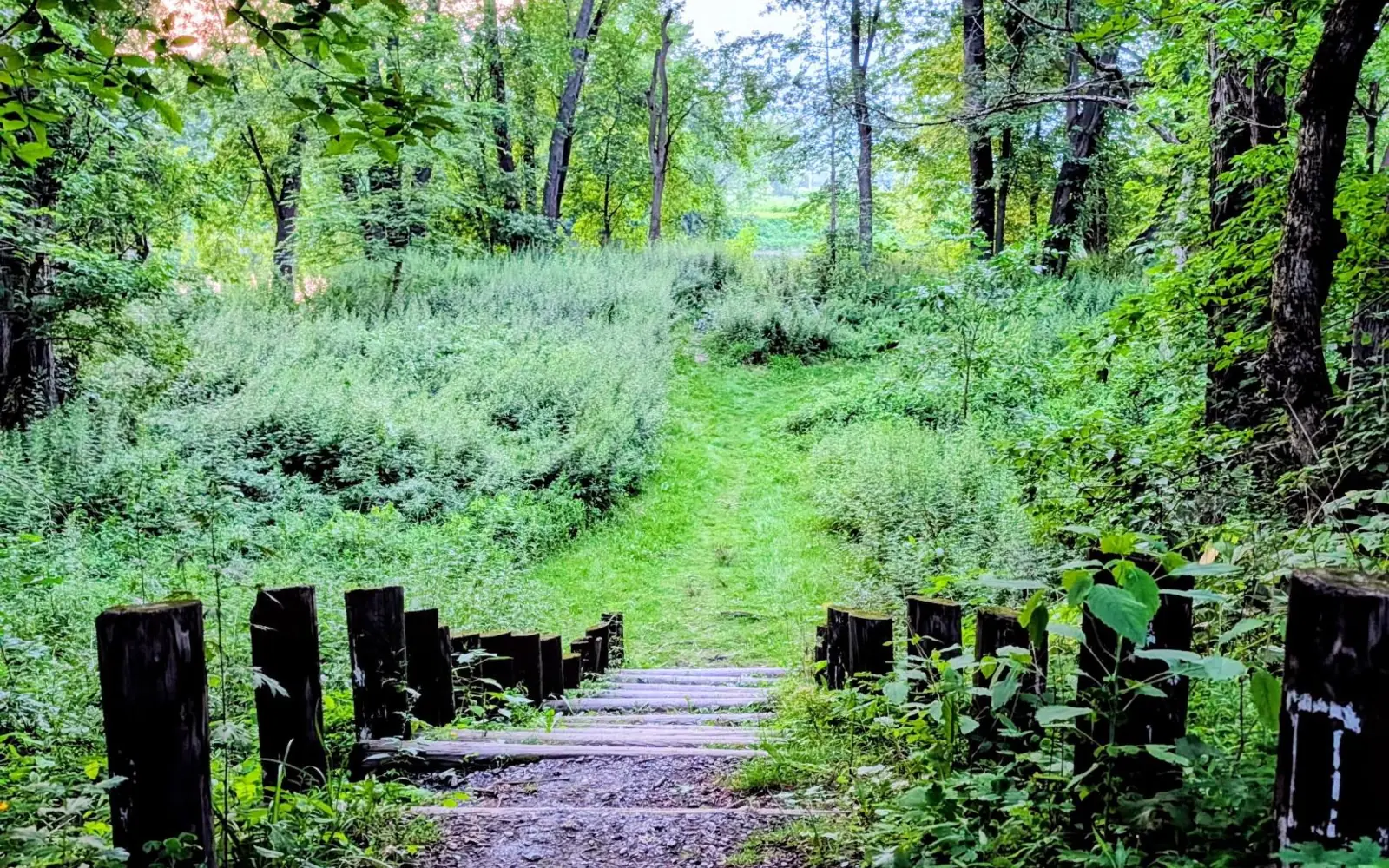 A wooden walkway winding through lush green forest toward sunlit clearing